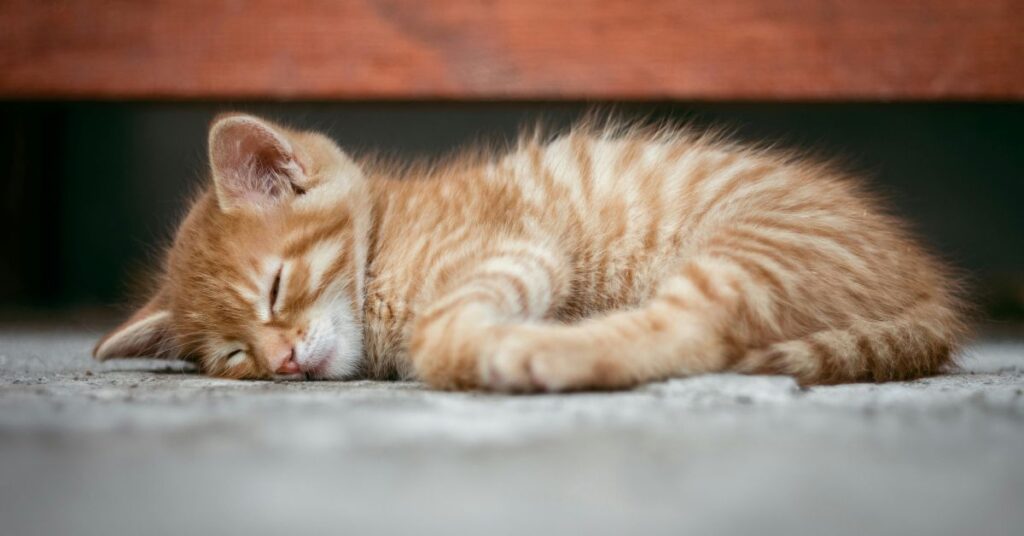 orange tabby kitten