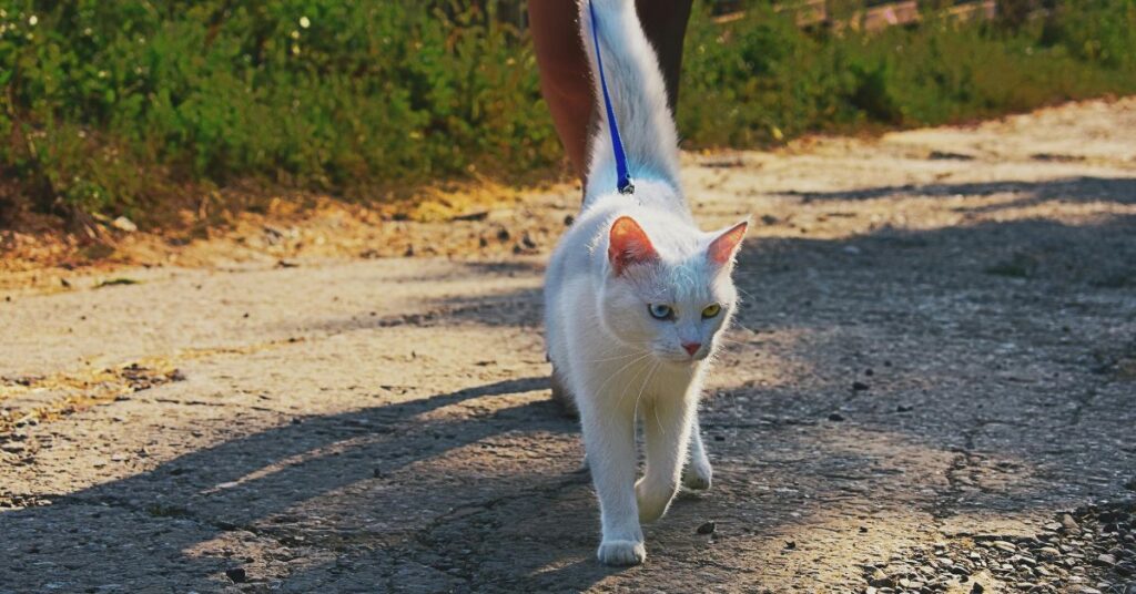 cat walking on street