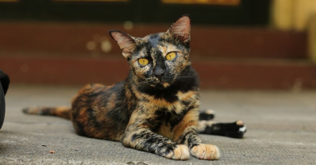 Reverse Calico cat