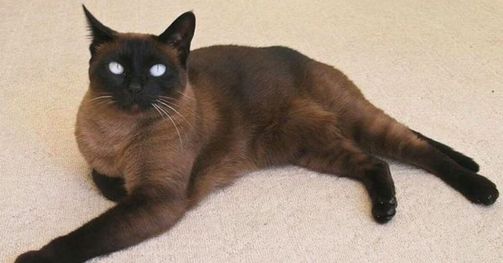 black siamese cat
