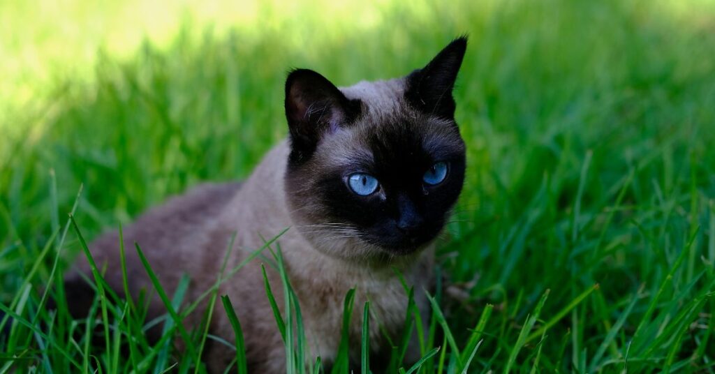 seal point siamese cat