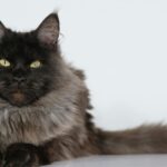 Black maine coon cat