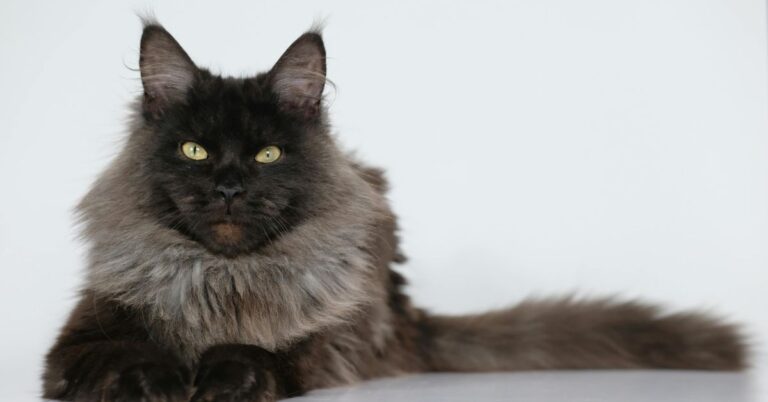 Black maine coon cat