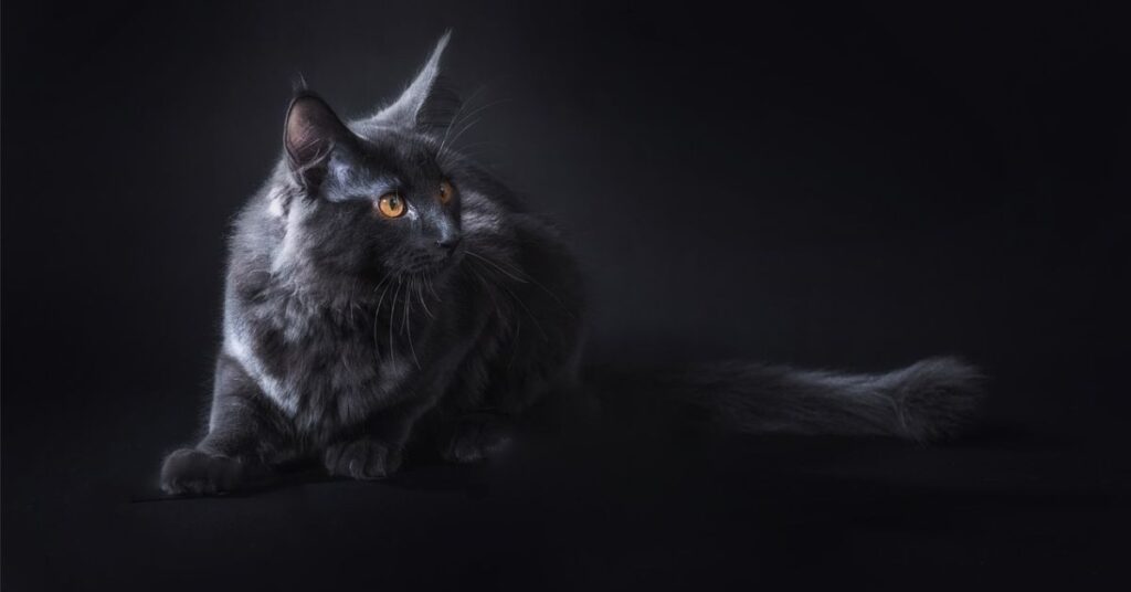 Black maine coon cat with black background