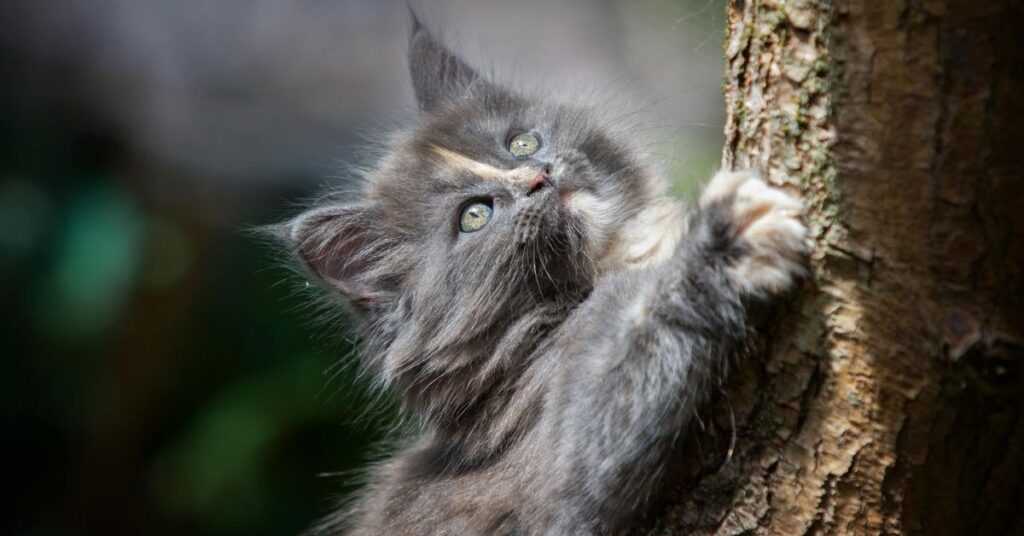 Blue persian kitten