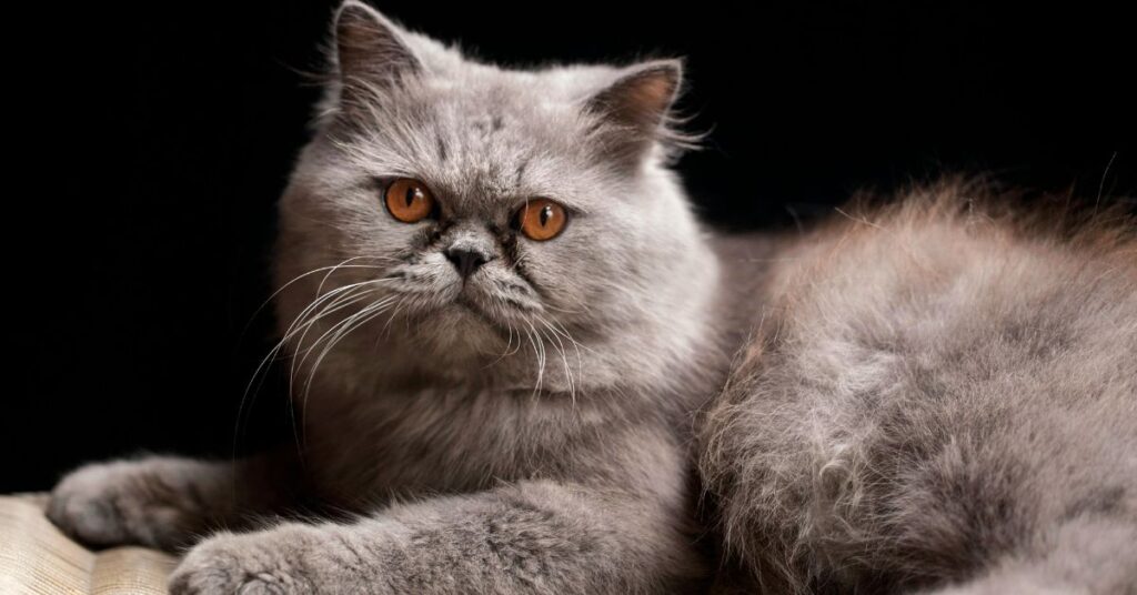 Grey persian cat with copper eyes