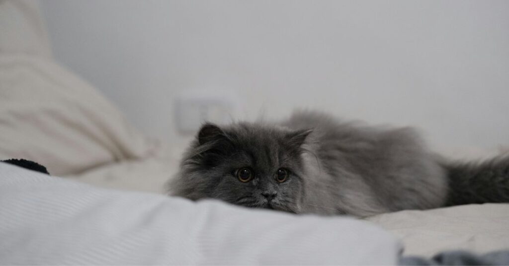 blue persian cat