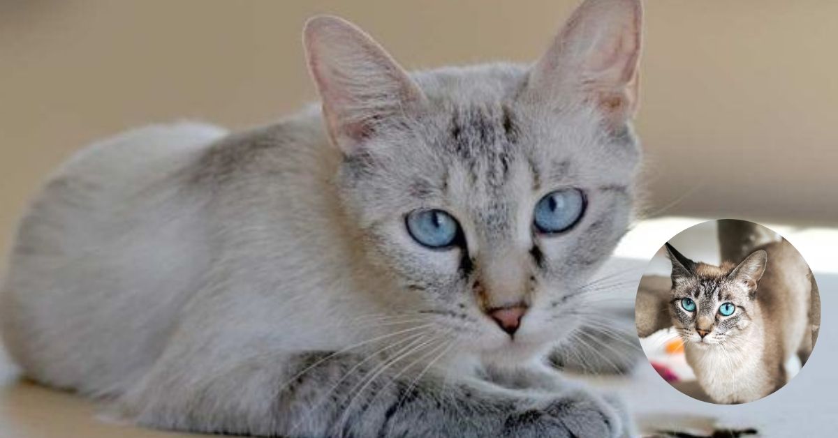 Lynx Point Siamese Cat