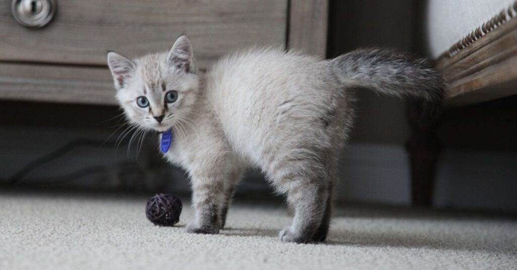 Lynx Point Siamese kitten