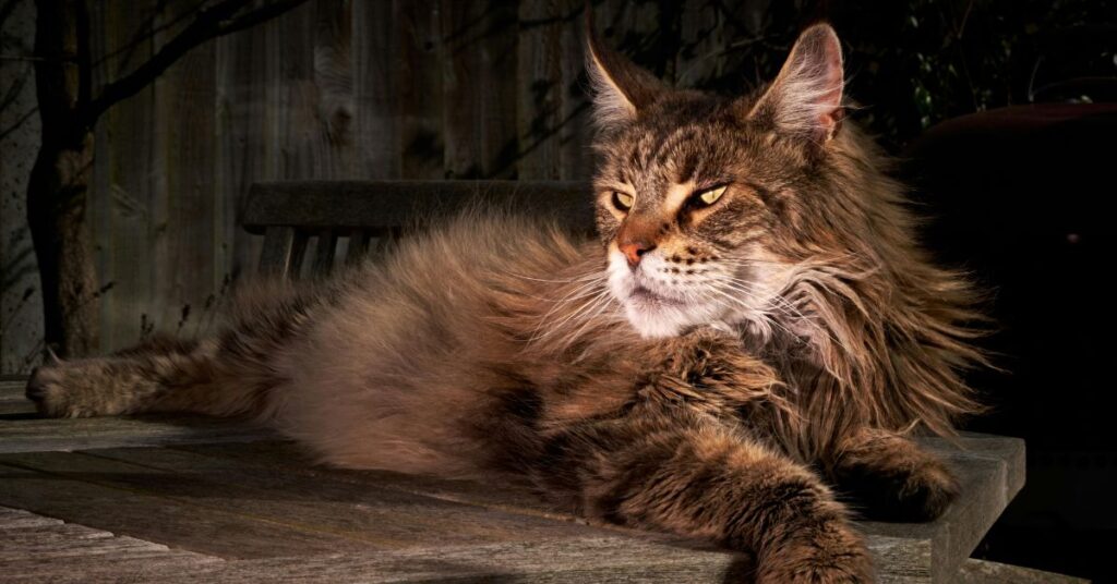 Maine coon cat 