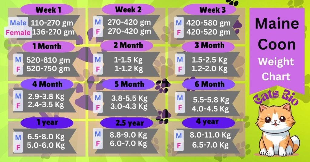 Maine coon cat weight chart