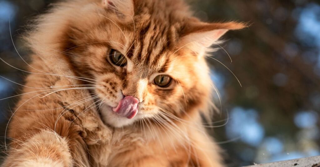 orange maine coon kitten