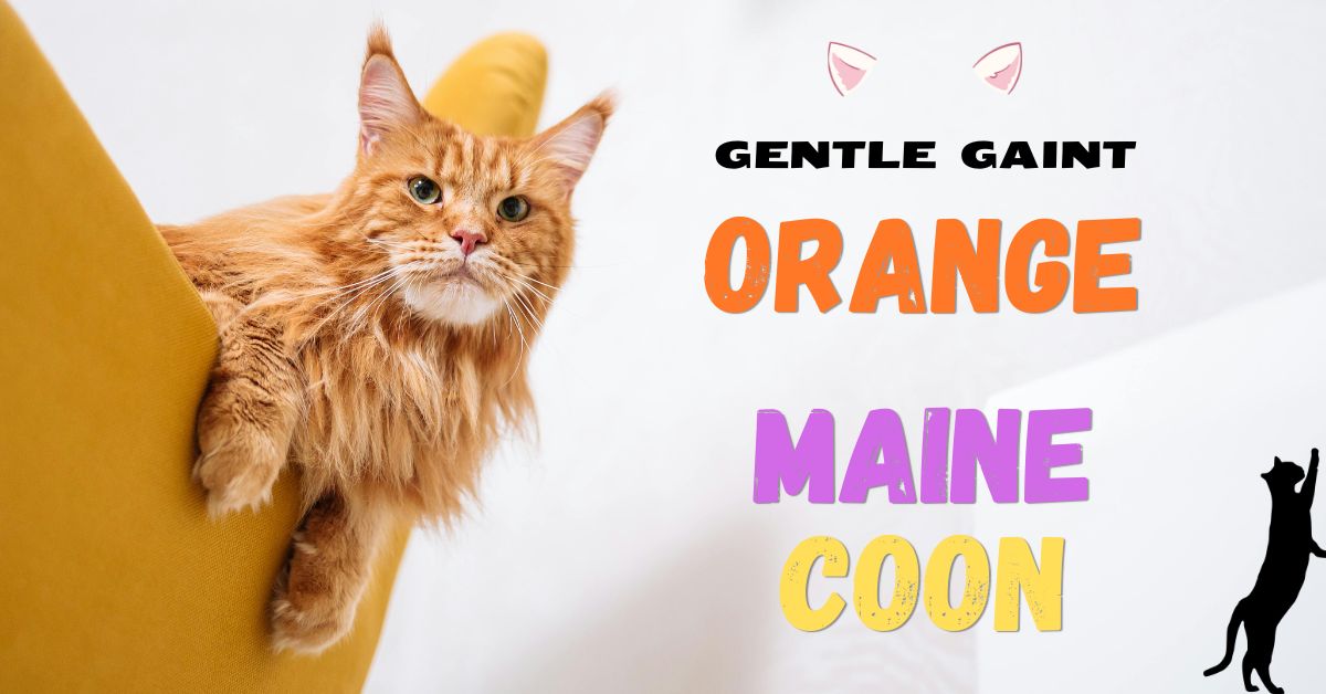 orange maine coon cat