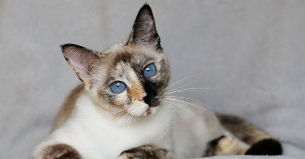 Tortie Point Siamese