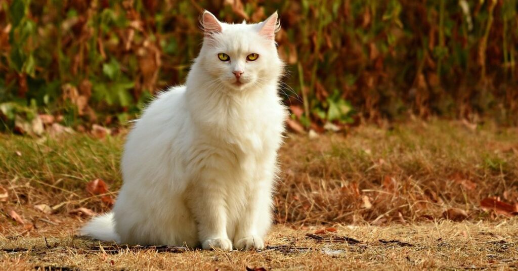 fluffy white persain cat