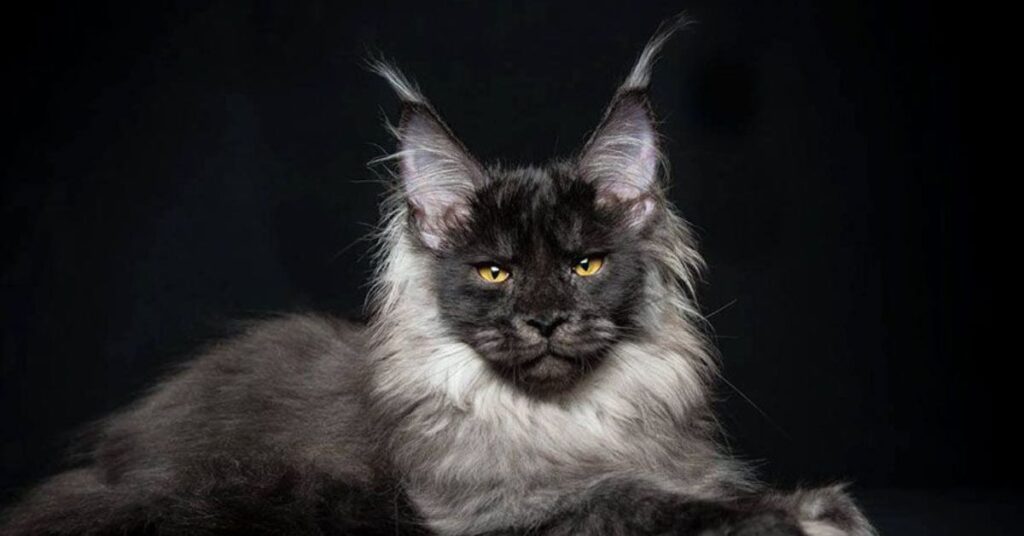 Grey Maine coon cat with black background