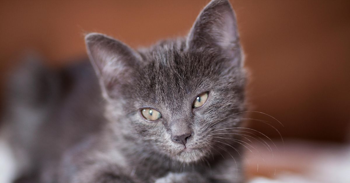 Blue Persian cat