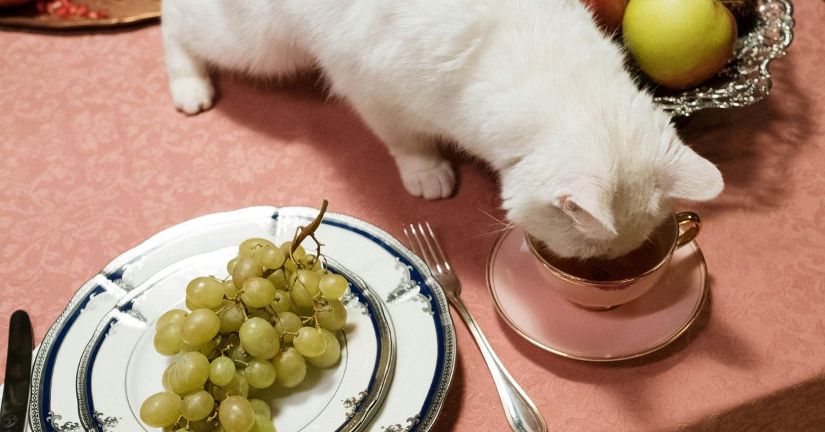 cat drinking from cup