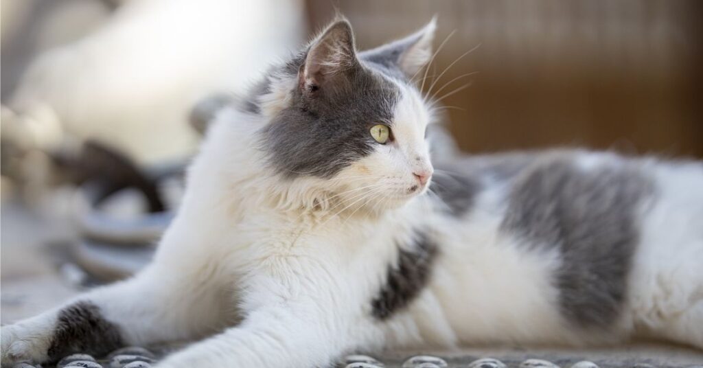 grey and white persian cat