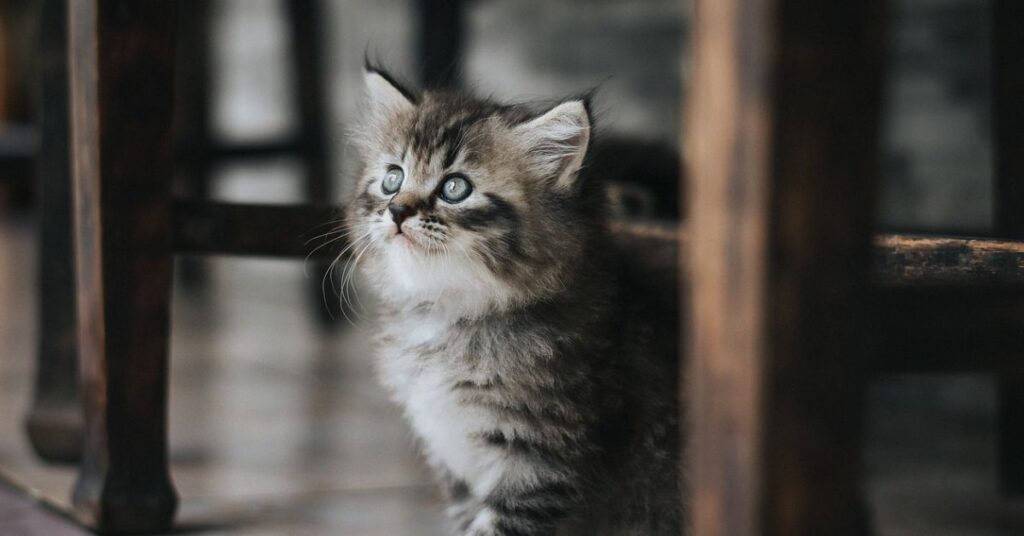 tabby kitten