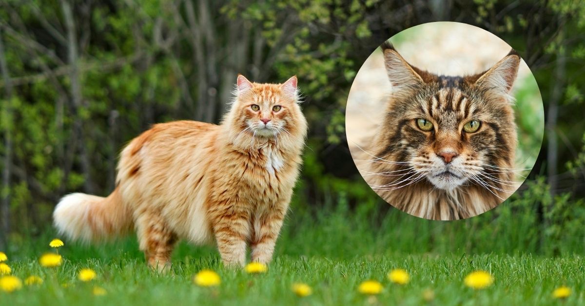 maine coon cat price