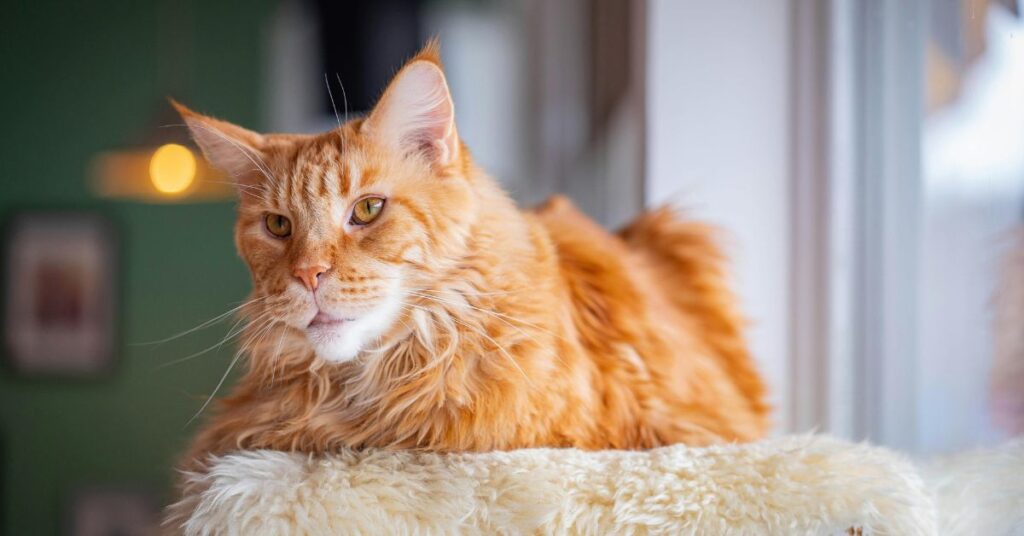 orange cat maine coon