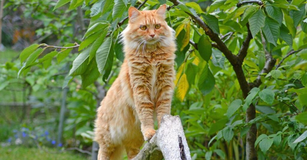 Orange maine coon cat on branch