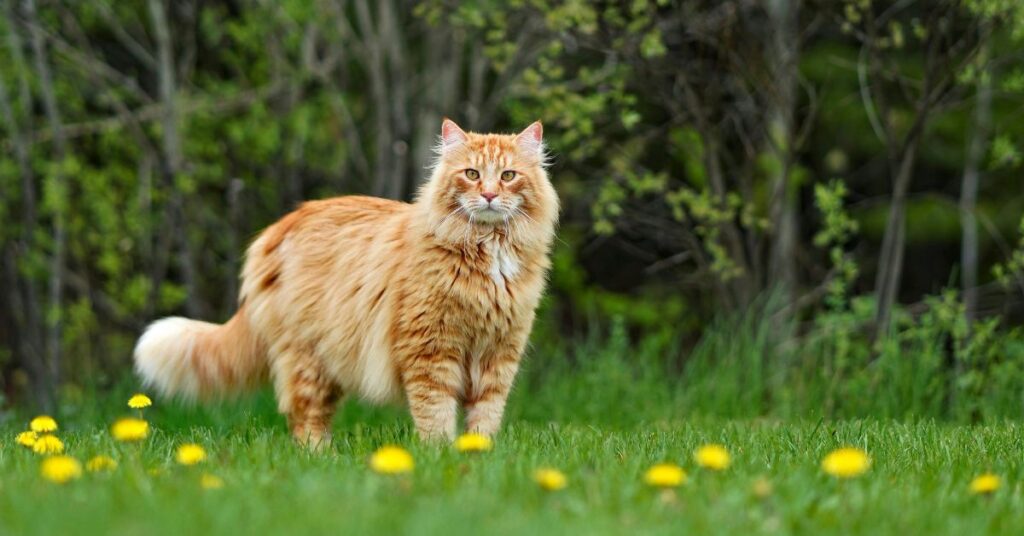 Orange maine coon cat on grass
