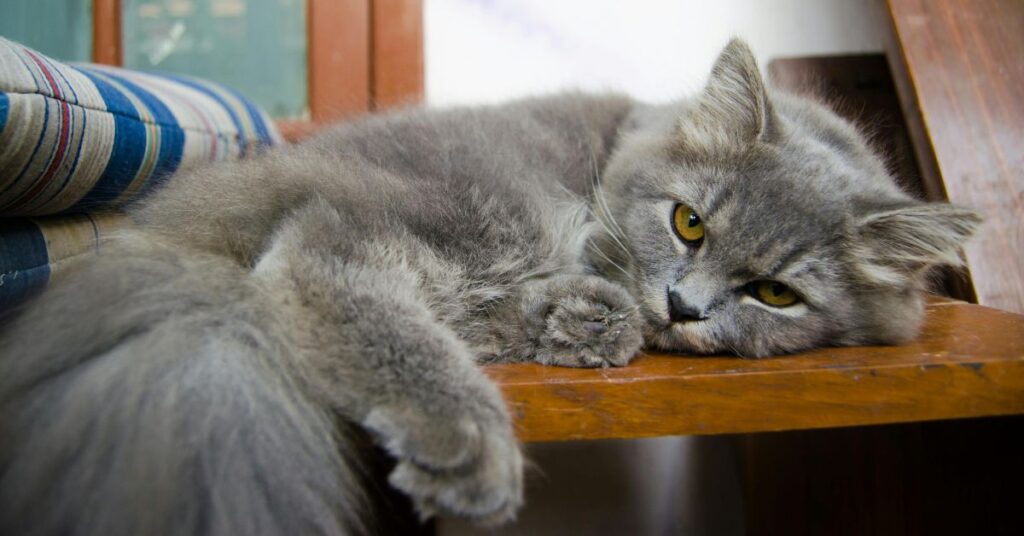 grey persian cat