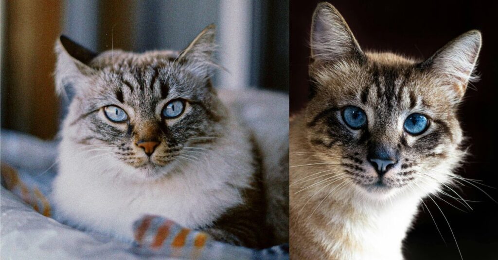 Lynx Point Siamese Cat with blue eyes