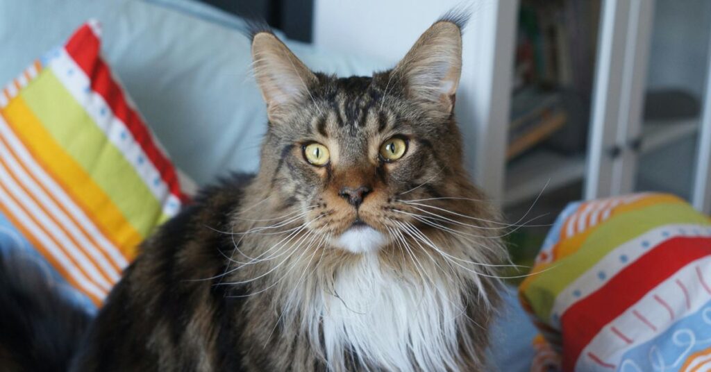 Maine coon cat