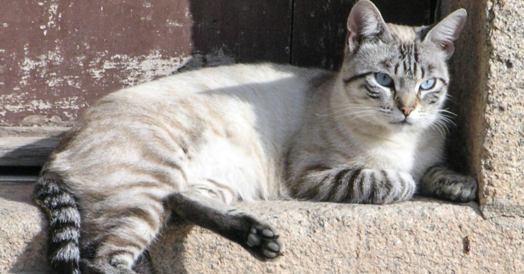 tabby siamese cat 