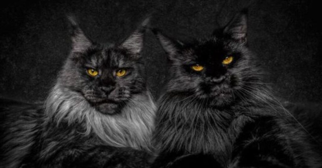 two black maine coon cats