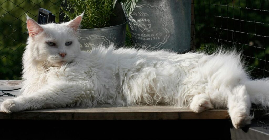 White maine coon cat