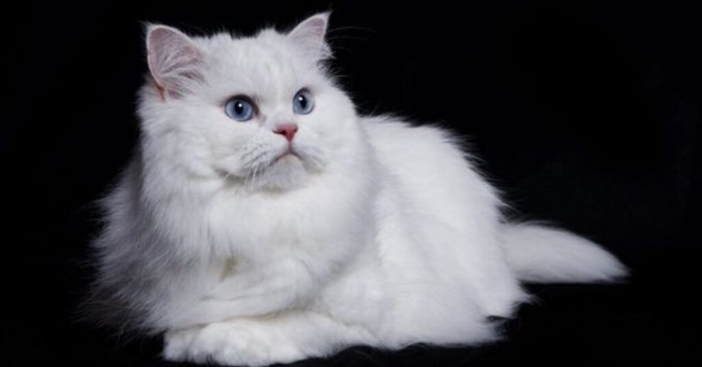 white persian cat with blue eyes