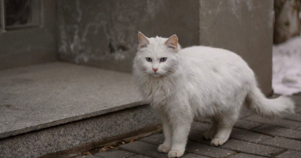 white persian cat blue eyes