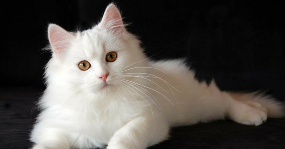 white persian cat