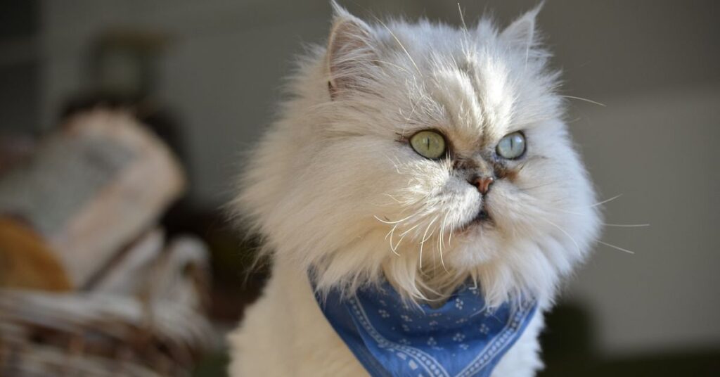 himalayan white persian cat