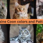 Maine coon colors and patterns