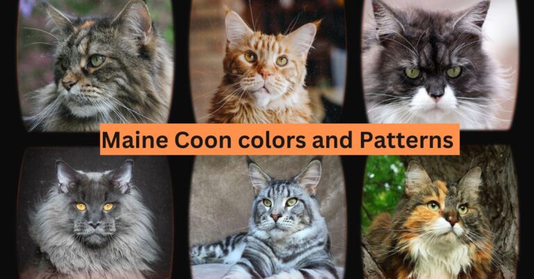 Maine coon colors and patterns