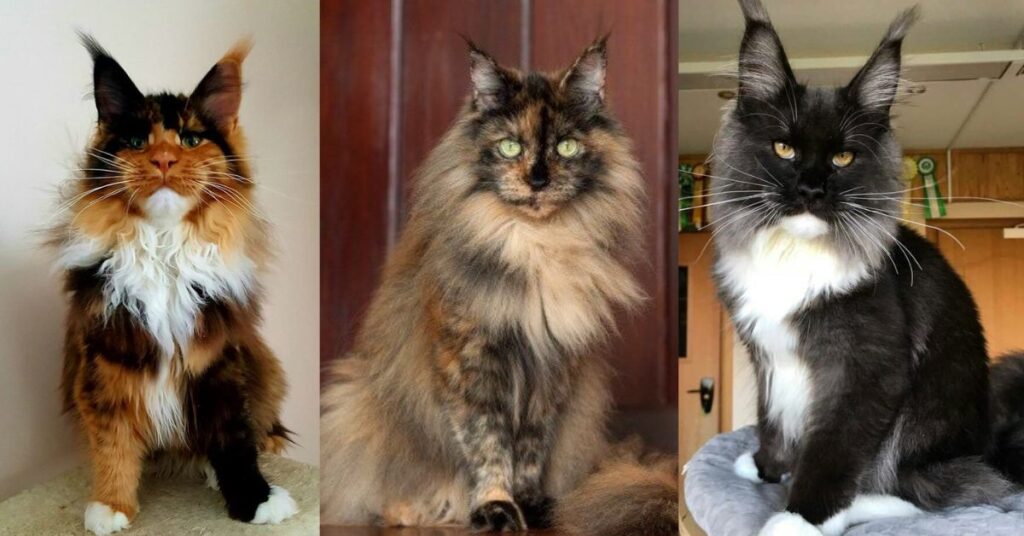 Rare Maine coon colors