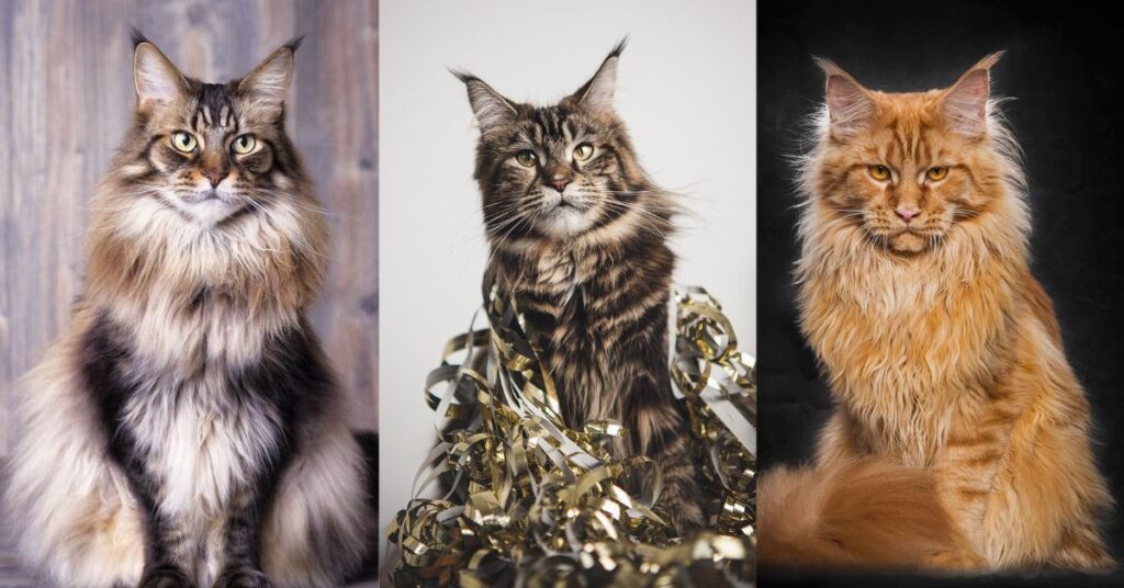 Tabby Pattern Maine Coons