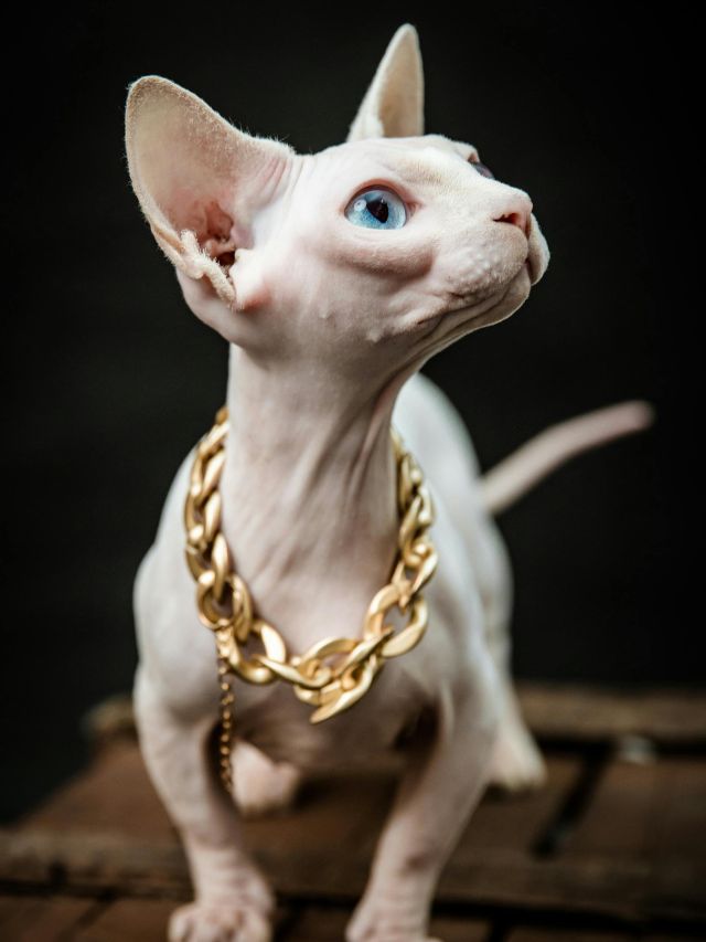 Sphynx cat