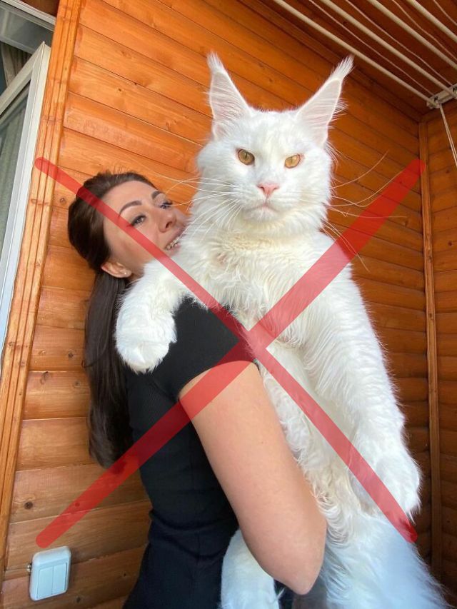 biggest white maine coon cat