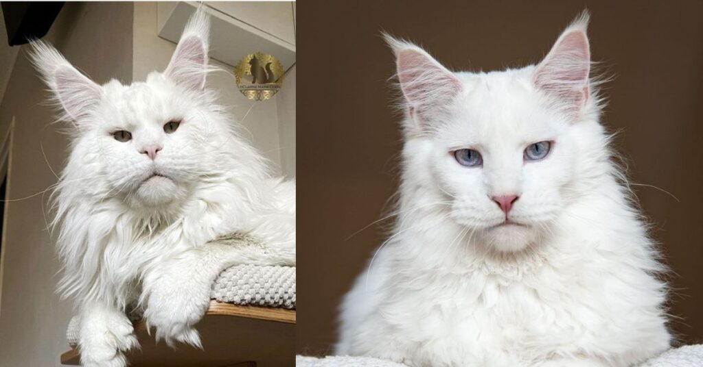 beautiful white cat
