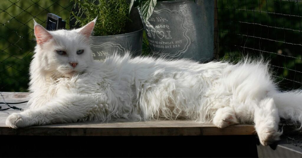 all white maine coon cat