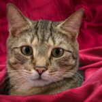 Cat in red blanket Purring sounds are natural for cats, but some cat owners wonder why doesn't my cat purr. In this article, you will learn about Cat purring meaning