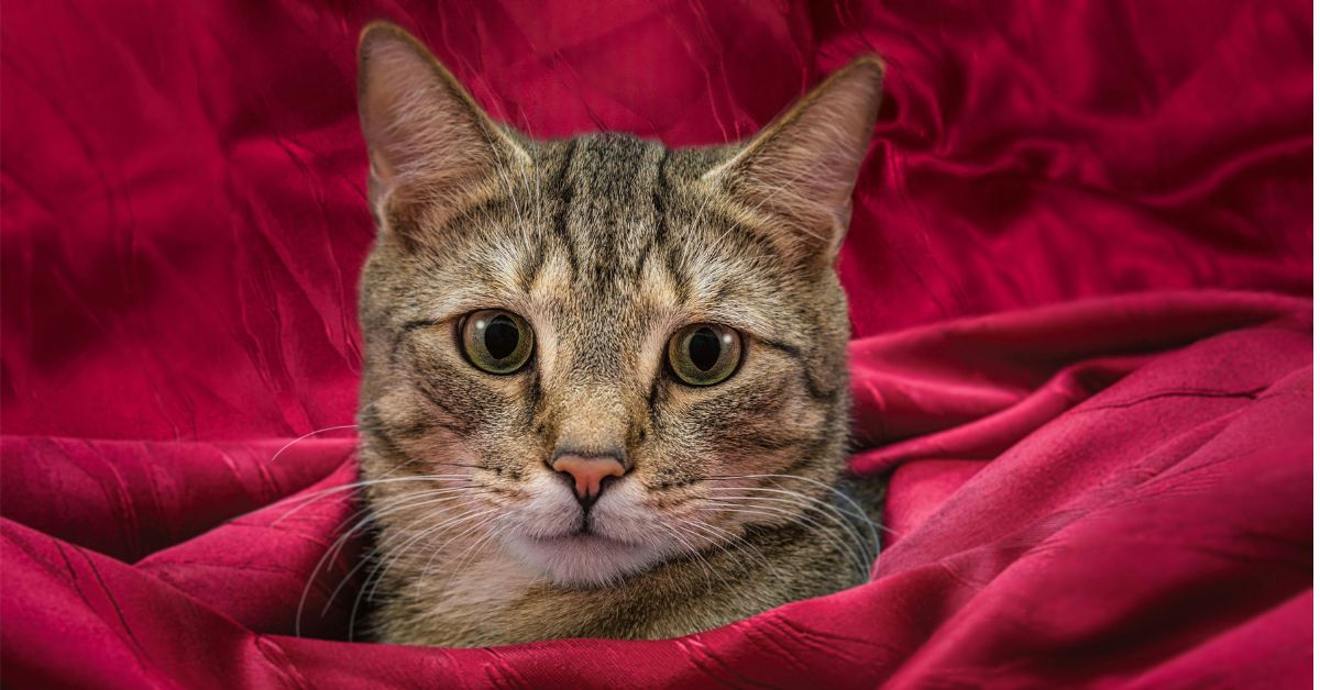 Cat in red blanket Purring sounds are natural for cats, but some cat owners wonder why doesn't my cat purr. In this article, you will learn about Cat purring meaning