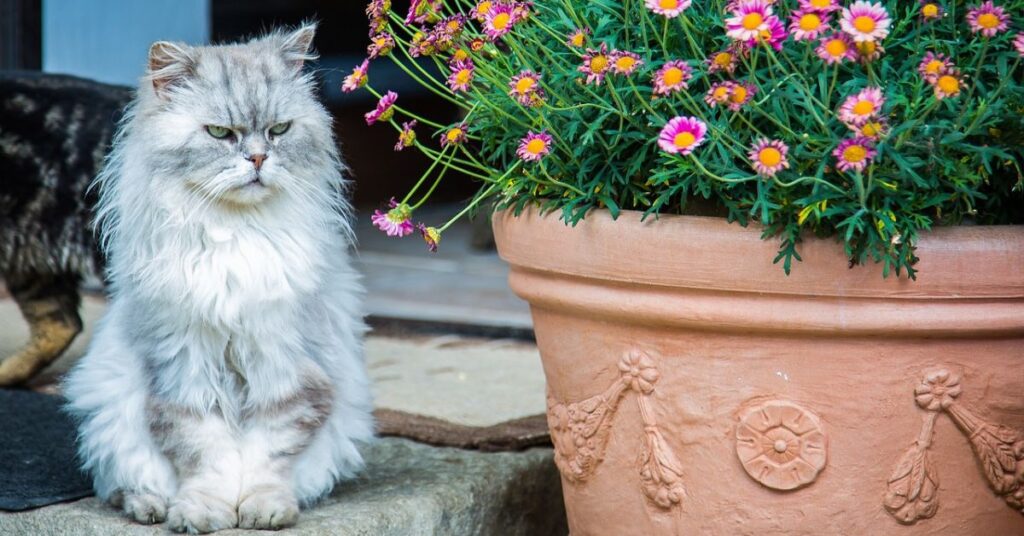 chinchilla silver persian cat with flowers