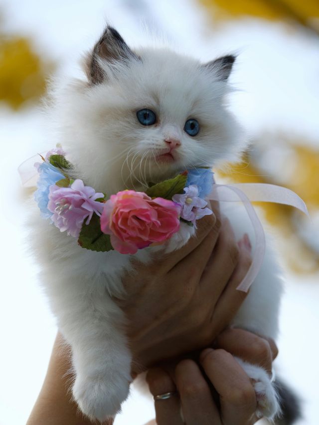 cute ragdoll kitten